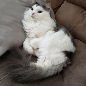 Meet your Posher, Joe